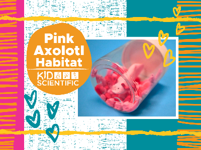 Kidcreate Studio - Woodbury. Pink Axolotl Habitat Workshop (4-9 Years)
